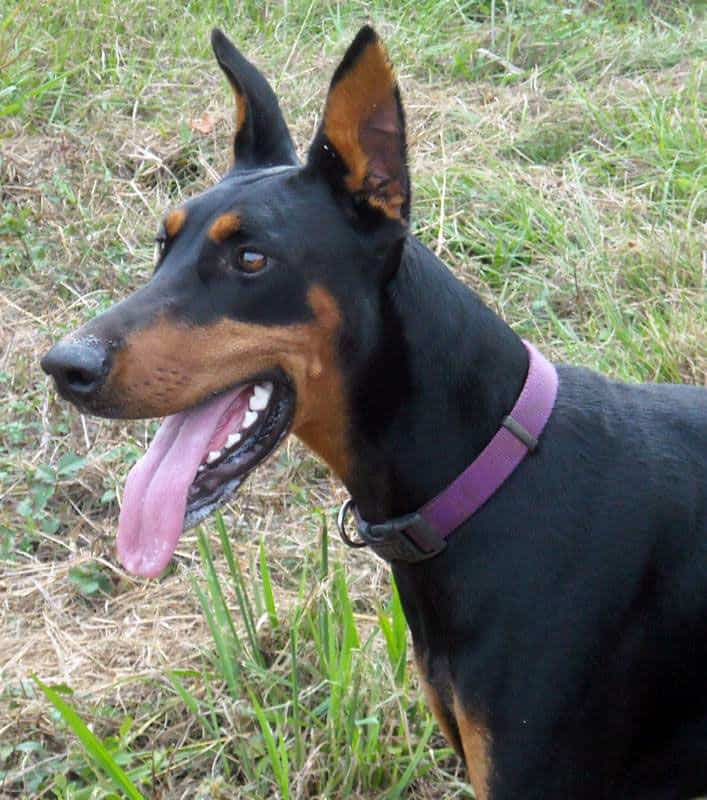 Aires - black rust female breeding doberman; owned by the Watsons