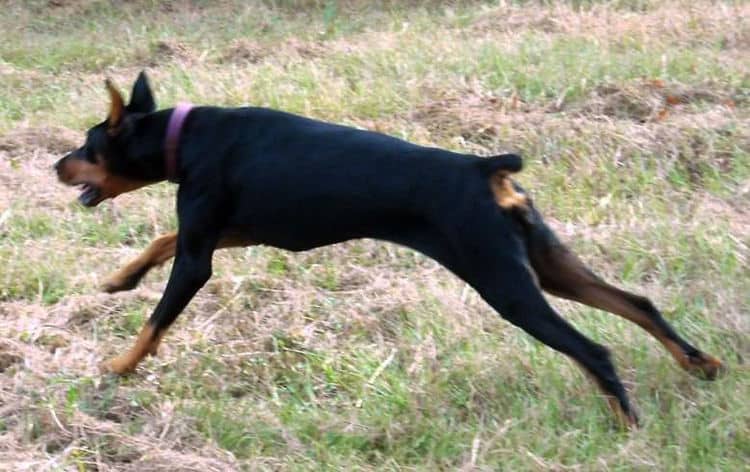 Aires - black rust female breeding doberman; owned by the Watsons