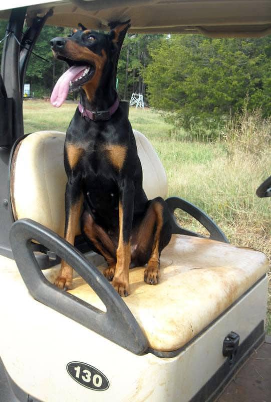 Aires - black rust female breeding doberman; owned by the Watsons