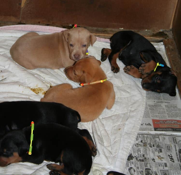 3 week old Doberman Puppies