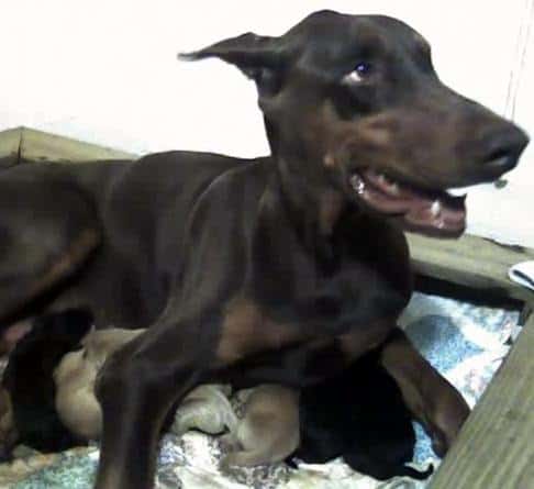 1 day old Doberman Puppies