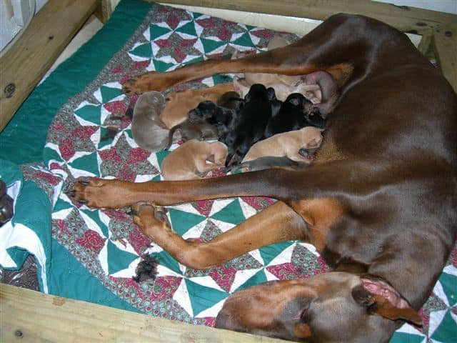 1 week old Doberman Puppies