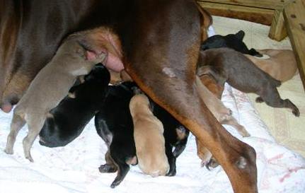 2 week old Doberman Puppies