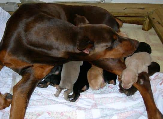 2 week old Doberman Puppies