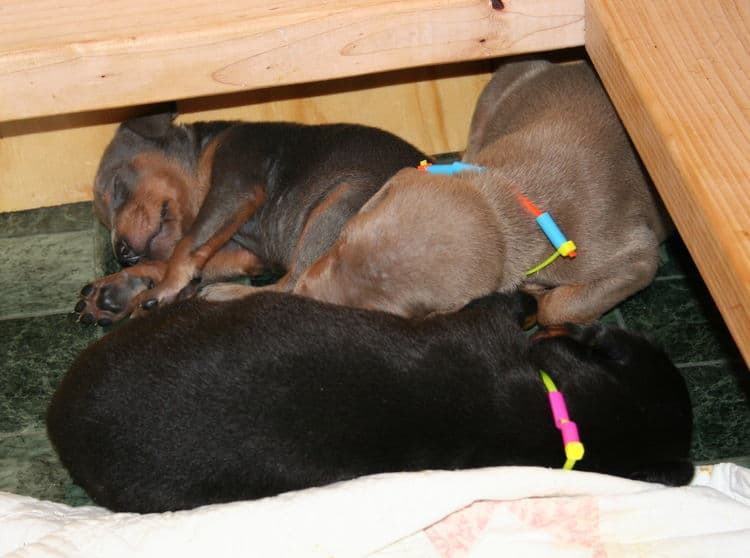 3 week old Doberman Puppies