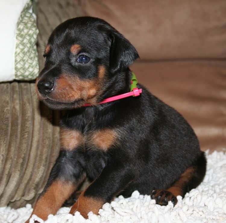 Black Female Doberman Puppy