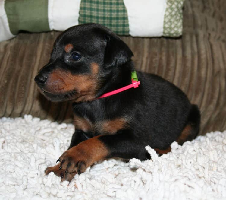 Black Female Doberman Puppy