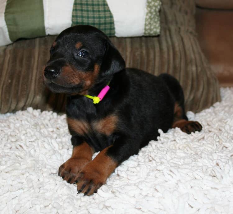 Black Female Doberman Puppy