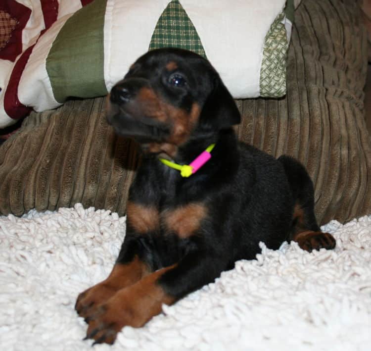 Black Female Doberman Puppy