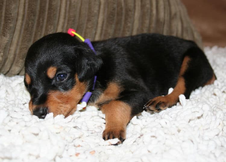 Black Female Doberman Puppy