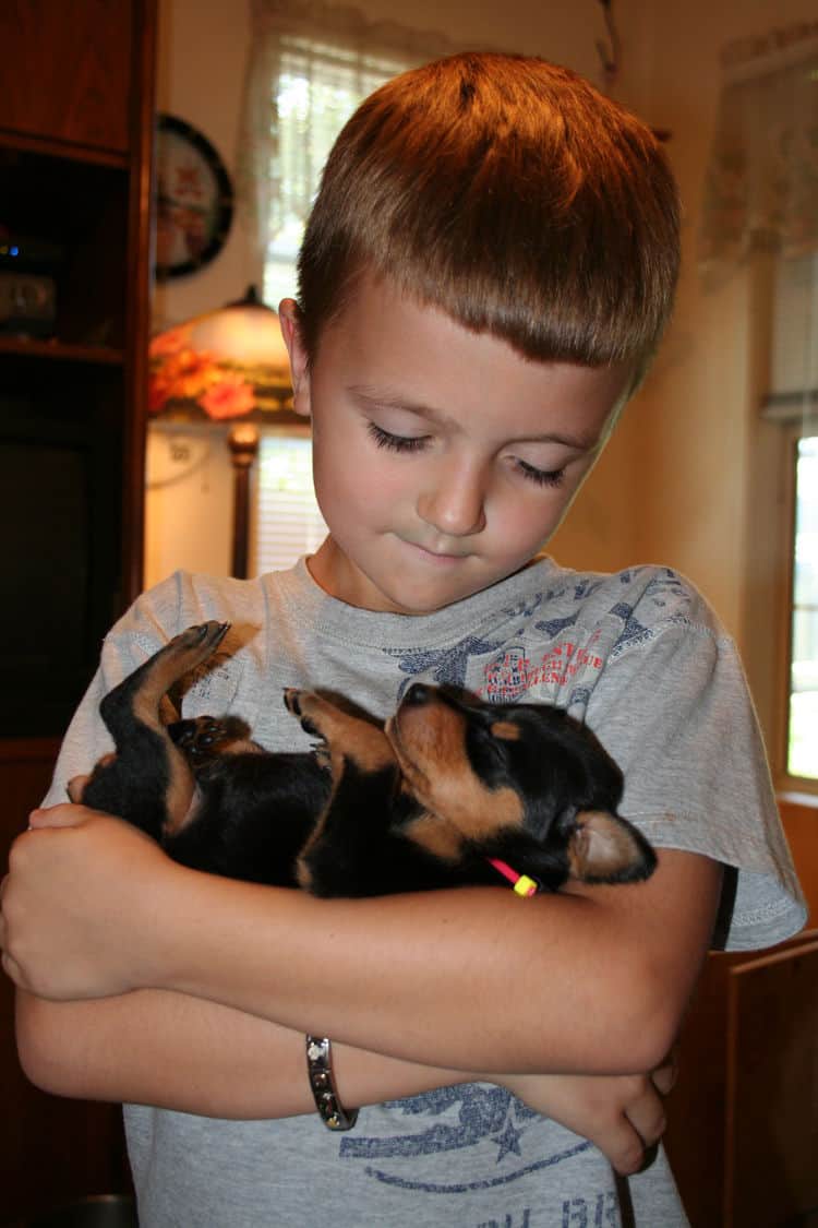 Black Female Doberman Puppy