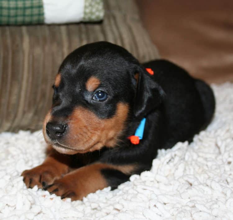 Black Male Doberman Puppy