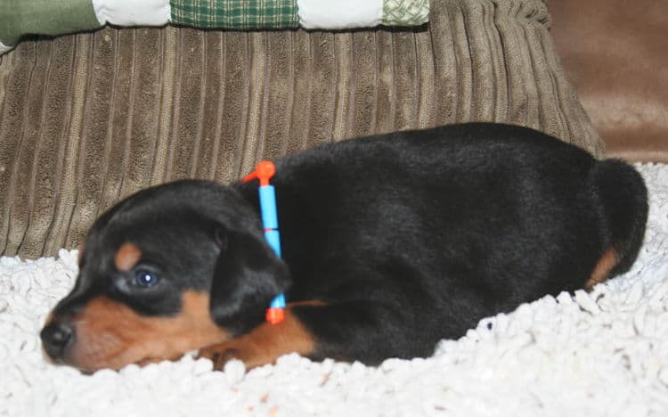 Black Male Doberman Puppy