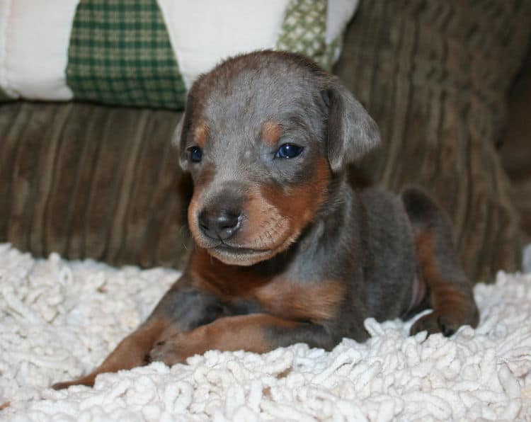 Blue Female Doberman Puppy