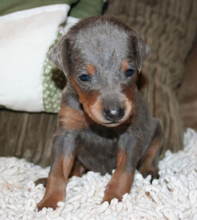 Blue Female Doberman Puppy