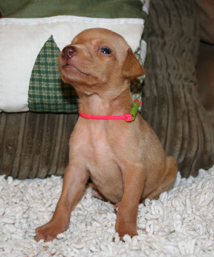 Fawn Female Puppy