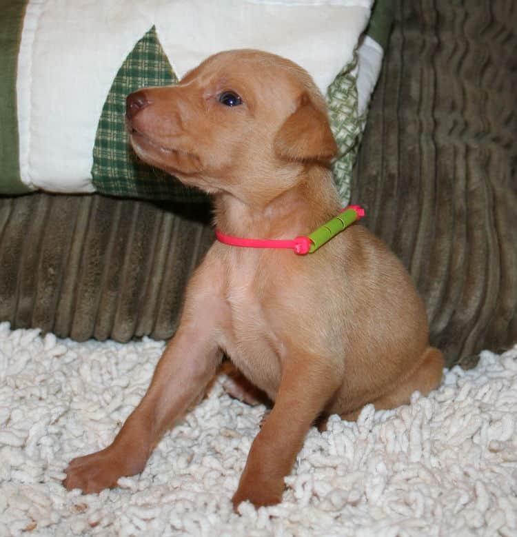 Fawn Female Puppy