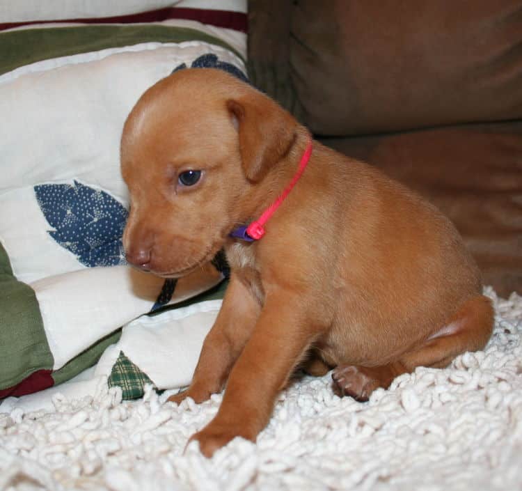 Fawn Female Puppy