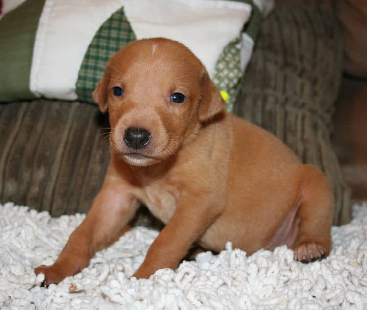 Fawn Female Puppy