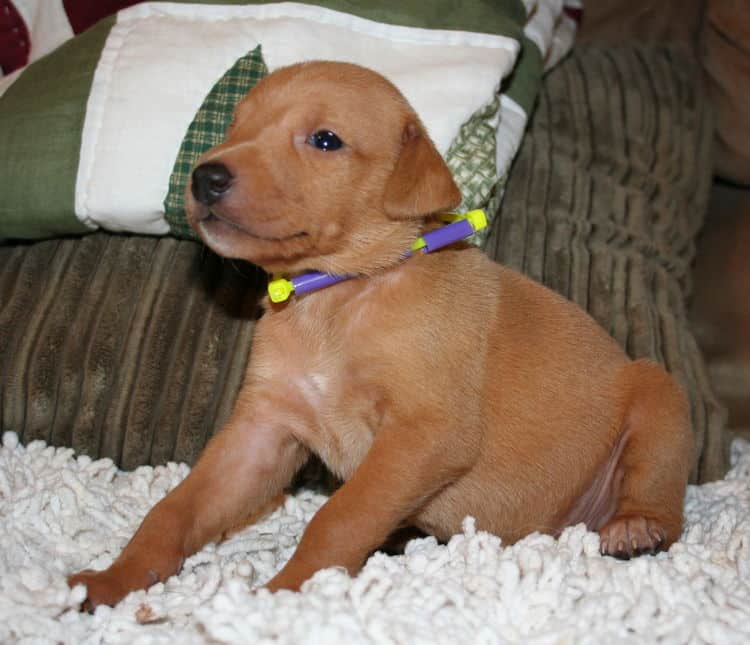 Fawn Female Puppy