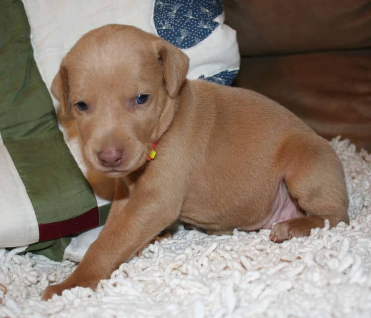 Fawn Female Puppy