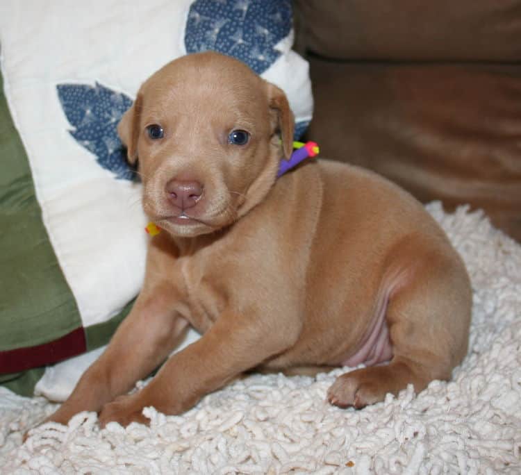 Fawn Female Puppy