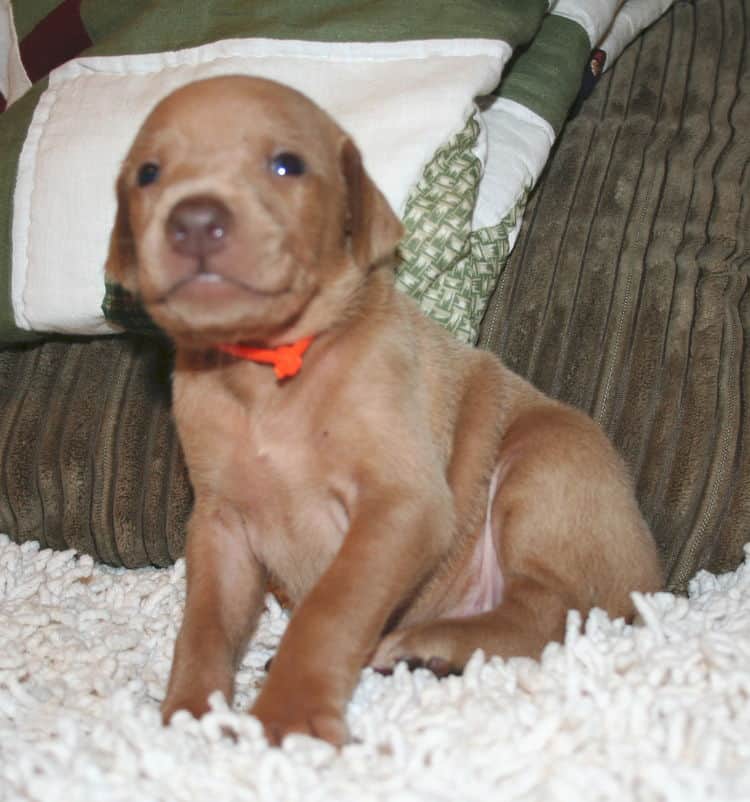 Fawn Male Puppy