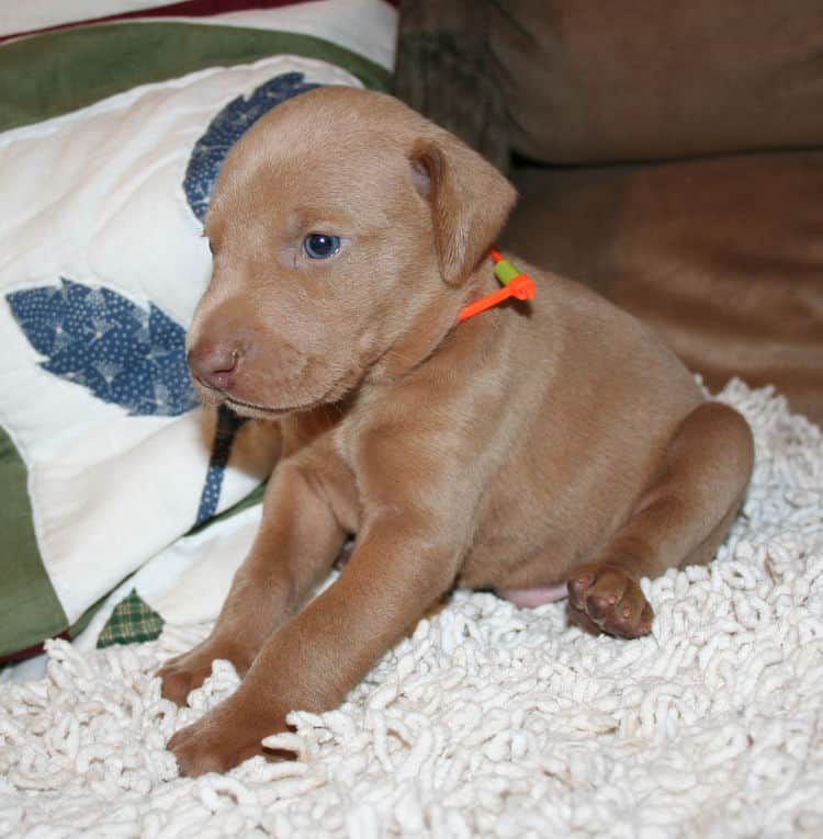 Fawn Male Puppy