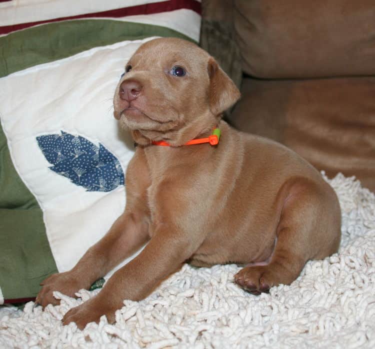 Fawn Male Puppy