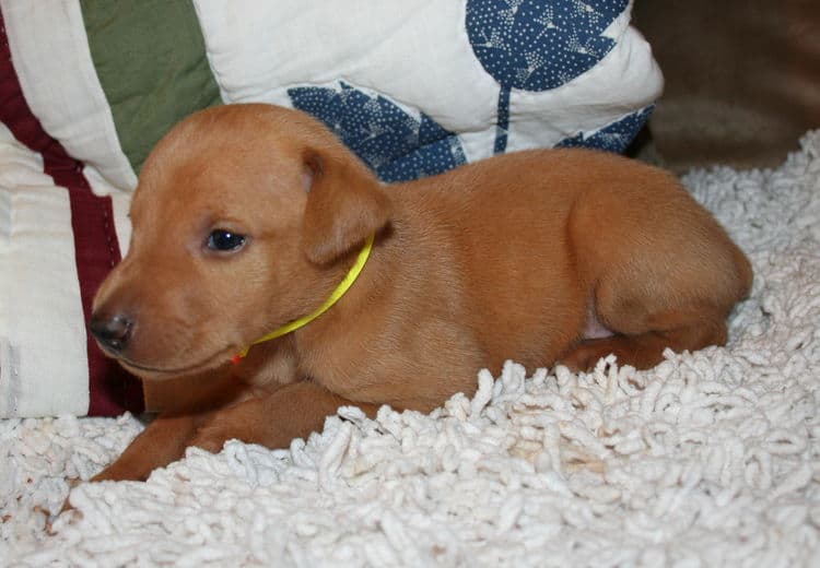 Fawn Male Puppy