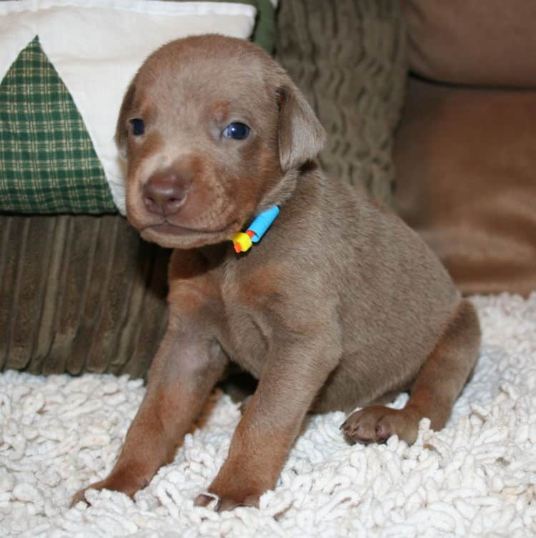 Fawn Male Puppy