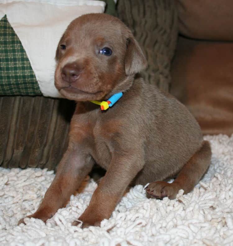 Fawn Male Puppy