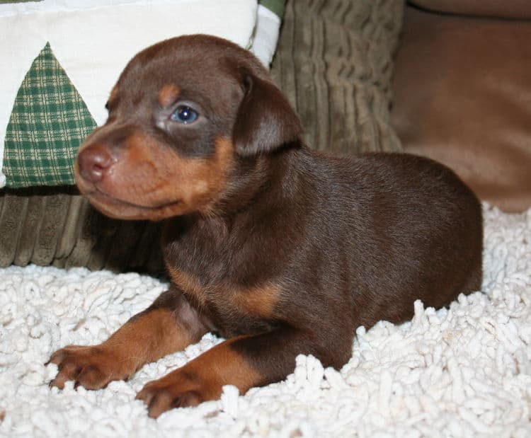 Red Male Doberman Puppy