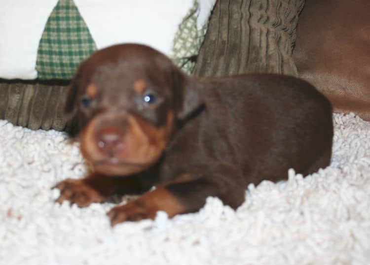 Red Male Doberman Puppy