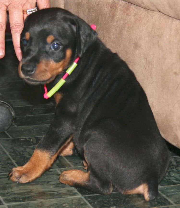 black rust female doberman pup