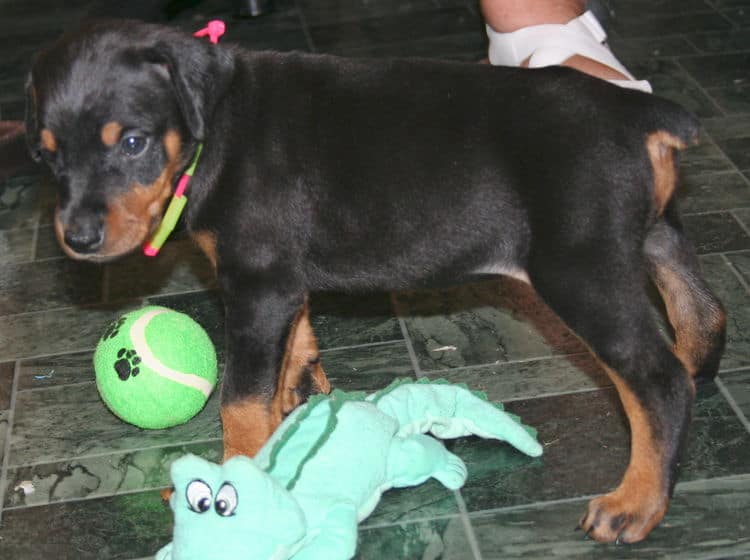 black rust female doberman pup