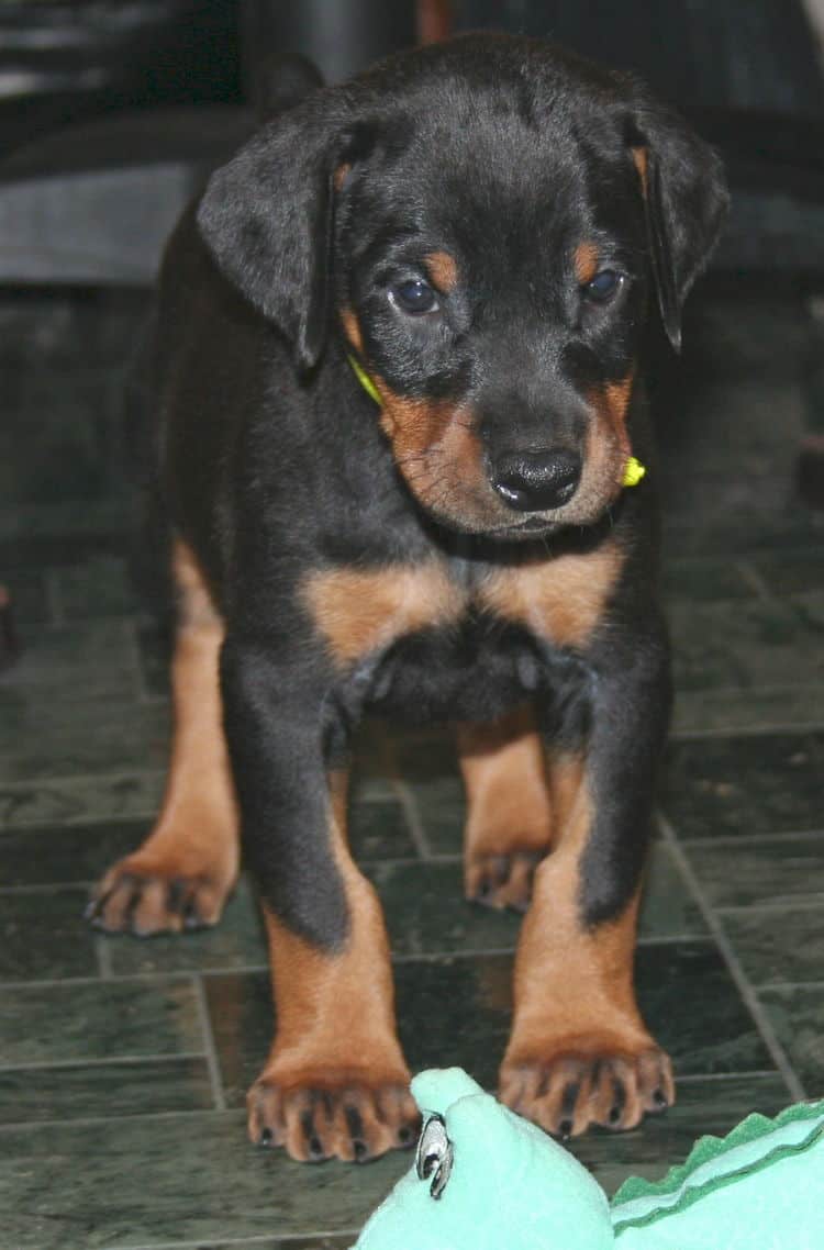 black rust female doberman pup