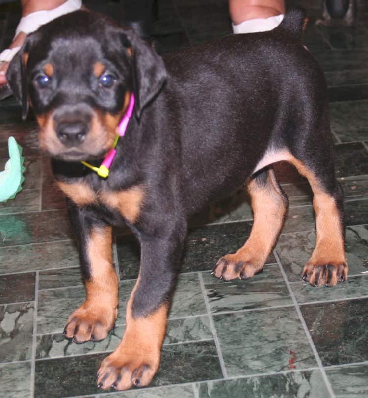 black rust female doberman pup