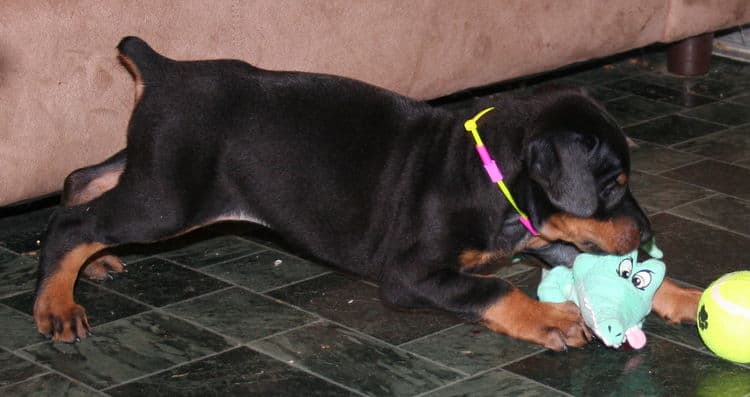 black rust female doberman pup