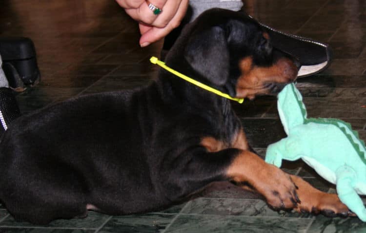 black rust female doberman pup