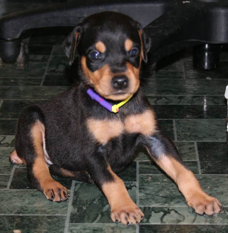 black rust female doberman pup