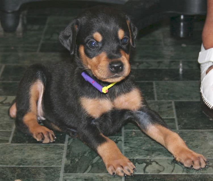 black rust female doberman pup