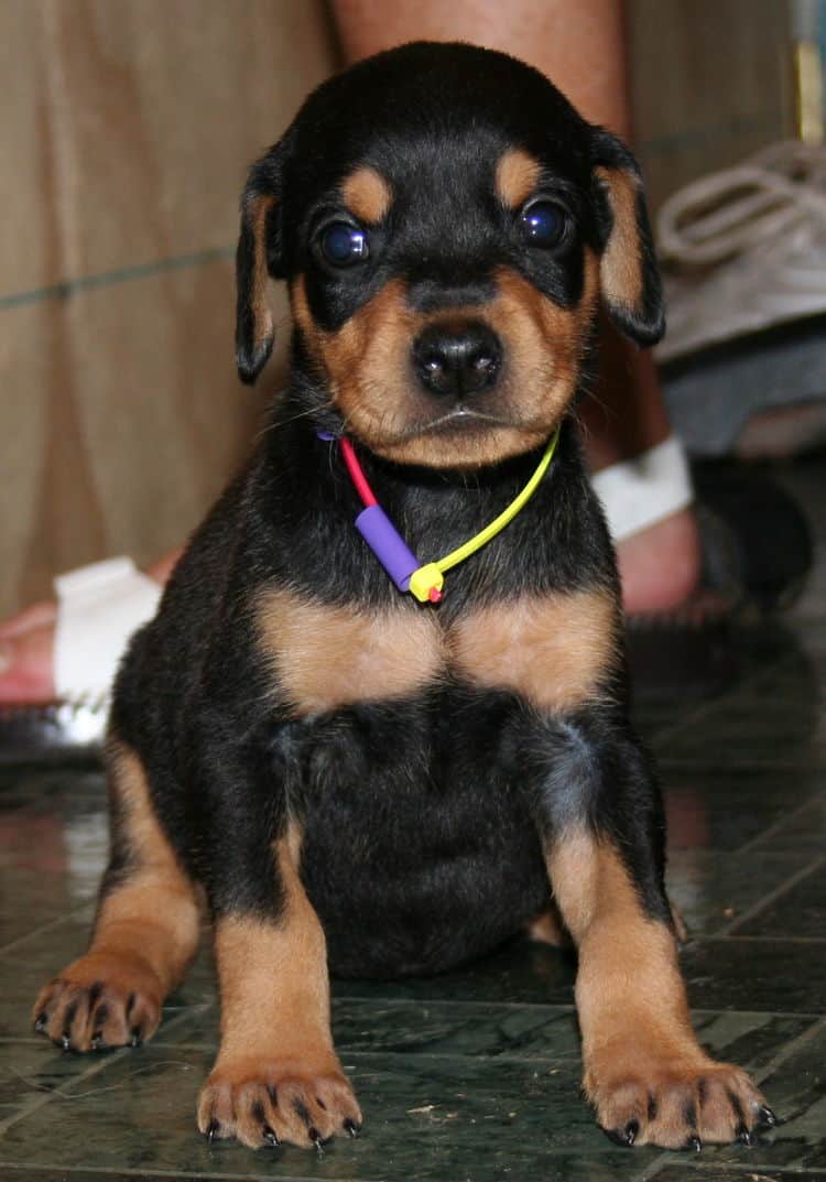 black rust female doberman pup