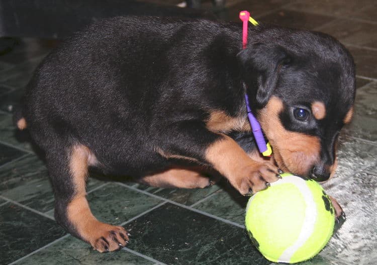 black rust female doberman pup