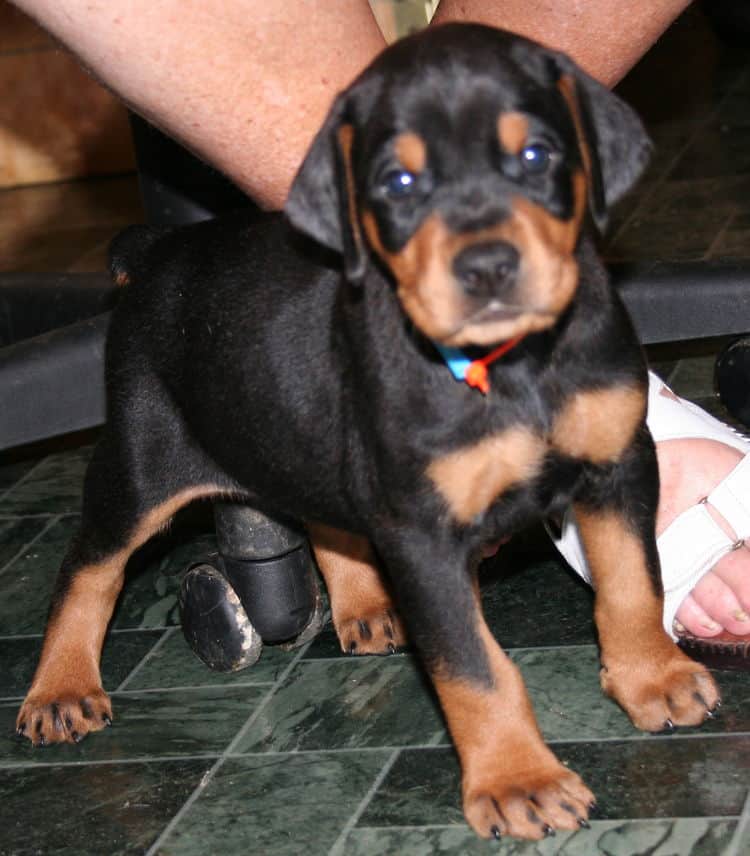 black rust male doberman pup