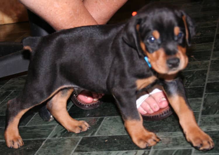 black rust male doberman pup