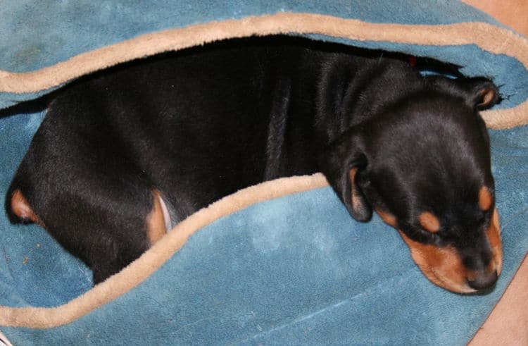 black rust male doberman pup