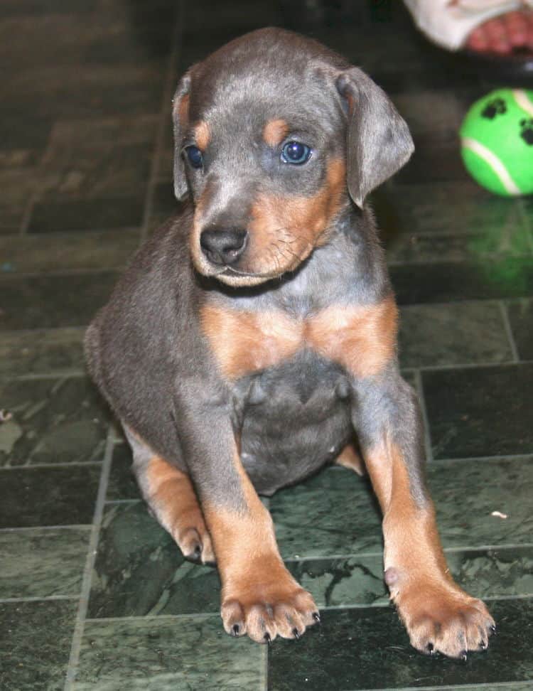 Blue Female Doberman Puppy