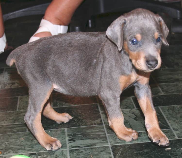 Blue Female Doberman Puppy