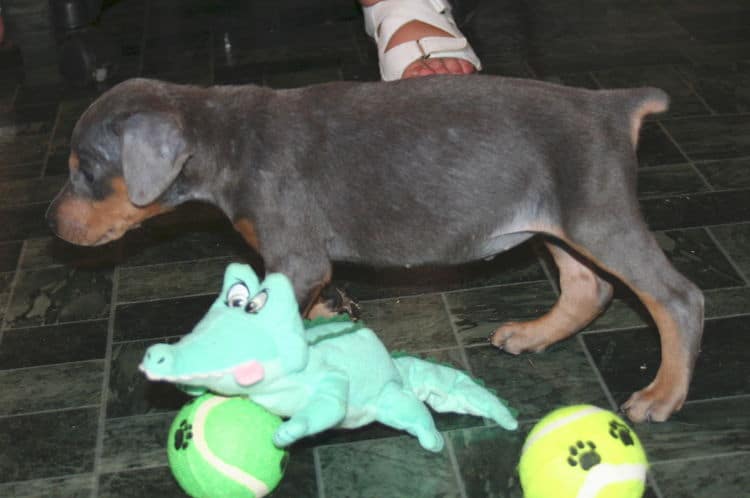 Blue Female Doberman Puppy